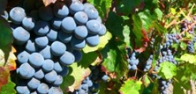 Vinavl